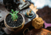 Unlocking the Power of Nature: The Role of Cannabis-Derived Terpenes in Everyday Life
